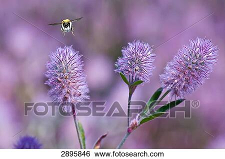 common carder bee (Bombus pascuorum) flying to Crimson clover, close-up View Large Photo Image Stock Photograph - common carder bee (Bombus pascuorum) flying to Crimson clover, close-up . Fotosearch