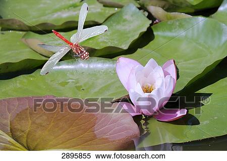 Common Darter (Sympetrum striolatum) flying over water lilies, elevated view View Large Photo Image Stock Photography - Common Darter (Sympetrum striolatum) flying over water lilies, elevated view . Fotosearch