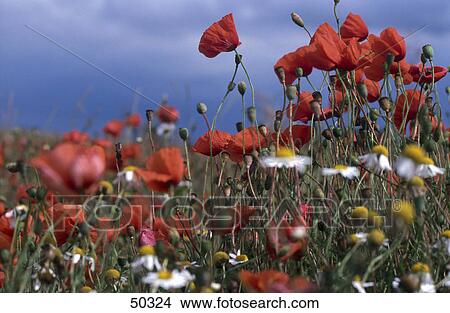 Corn Poppy (Papaver rhoeas) flowers blooming in field View Large Photo Image Picture - Corn Poppy (Papaver rhoeas) flowers blooming in field . Fotosearch