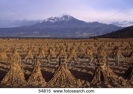 Stock Photography - Corns stacks in field with volcanic mountain in background, Pico de Orizaba, Puebla, Puebla State, Mexico . Fotosearch