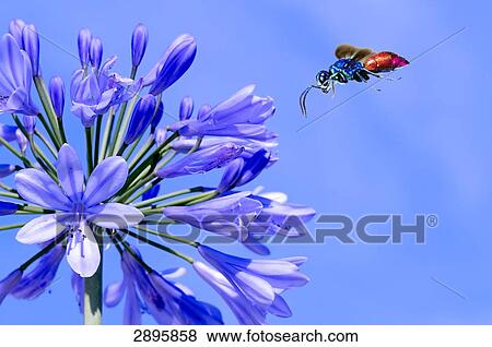 cuckoo wasp (Chrysis ignita) flying to a Agapanthus, close-up View Large Photo Image Stock Photo - cuckoo wasp (Chrysis ignita) flying to a Agapanthus, close-up . Fotosearch