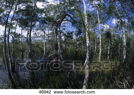 Stock Image - Cypress trees in swamp, Everglades National Park, Florida, USA . Fotosearch