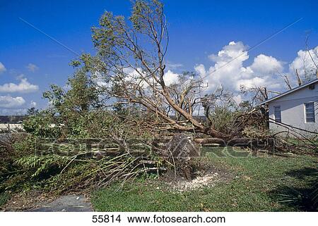 Picture - Damage caused by Hurricane Andrew, Miami, Florida, USA . Fotosearch