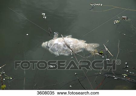 Dead carp in a pond, Hesse, Germany View Large Photo Image Stock Photography - Dead carp in a pond, Hesse, Germany . Fotosearch