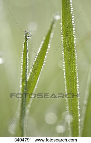 Dew drops on grass, Baden-Wuerttemberg, Germany, close-up View Large Photo Image Stock Image - Dew drops on grass, Baden-Wuerttemberg, Germany, close-up . Fotosearch