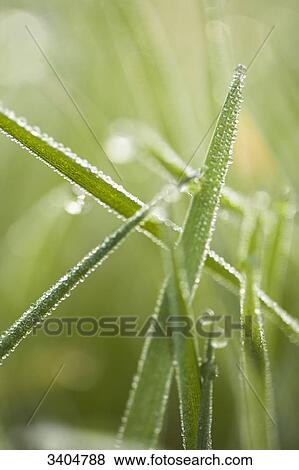 Dew drops on grass, Baden-Wuerttemberg, Germany, close-up View Large Photo Image Stock Photo - Dew drops on grass, Baden-Wuerttemberg, Germany, close-up . Fotosearch