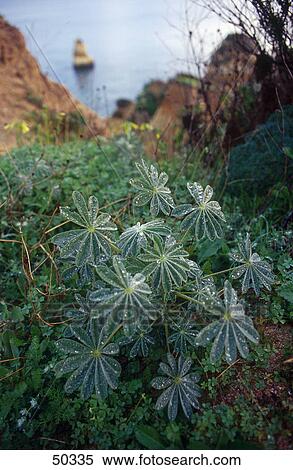 Stock Photography - Dew drops on green leaves of Odontospermum maritimum, Lagos, Algarve, Portugal . Fotosearch