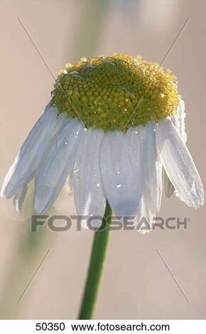 Stock Image - Dew drops on white oxeye daisy flower . Fotosearch
