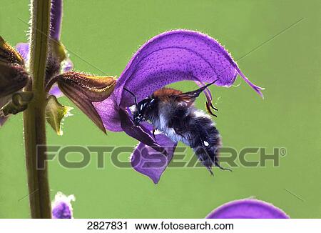 Dictamnus albus searching for food, close-up  View Large Photo Image Stock Image - Dictamnus albus searching for food, close-up . Fotosearch