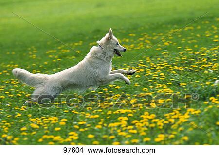 Dog running in dandelion field View Large Photo Image Picture - Dog running in dandelion field . Fotosearch
