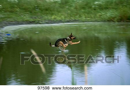 Stock Photo - Dog running in water . Fotosearch