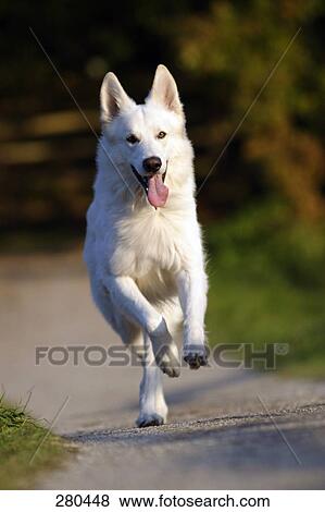 Dog running on dirt road View Large Photo Image Stock Photo - Dog running on dirt road . Fotosearch