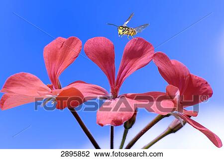 Dolichovespula saxonica flying to geranium, close-up View Large Photo Image Stock Image - Dolichovespula saxonica flying to geranium, close-up . Fotosearch