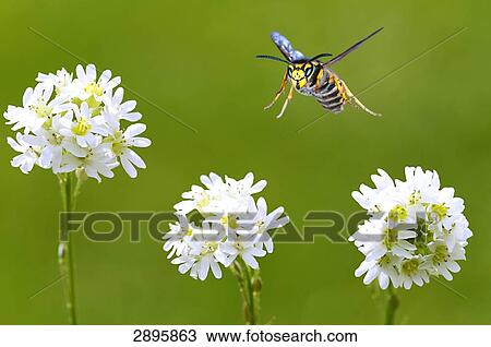 Dolichovespula sylvestris flying between flowers, full shot View Large Photo Image Stock Image - Dolichovespula sylvestris flying between flowers, full shot . Fotosearch