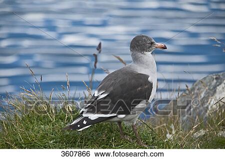 Dolphin Gull (Leucophaeus scoresbii), Tierra del Fuego, Argentina View Large Photo Image Stock Photograph - Dolphin Gull (Leucophaeus scoresbii), Tierra del Fuego, Argentina . Fotosearch