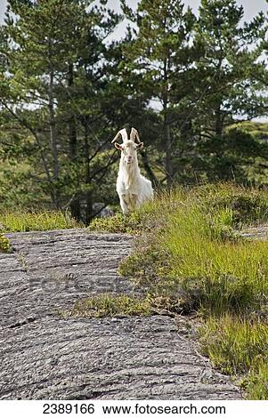 Domestic goat (Capra aegagrus hircus) in field, Beara Peninsula, Cork County, Munster, Ireland View Large Photo Image Stock Photograph - Domestic goat (Capra aegagrus hircus) in field, Beara Peninsula, Cork County, Munster, Ireland . Fotosearch