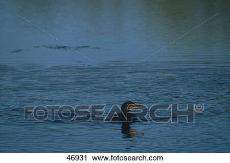 Stock Image - Double-crested Cormorant (Phalacrocorax auritus) bird swimming in water, Florida, USA . Fotosearch