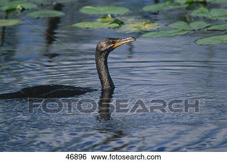Stock Photograph - Double-crested Cormorant (Phalacrocorax auritus) swimming in water, Florida, USA . Fotosearch