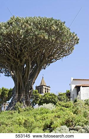 Stock Photography - Dragon tree with church in background, Parque Del Drago, Icod De Los Vinos, Santa Cruz De Tenerife, Tenerife, Canary Islands, Spain . Fotosearch