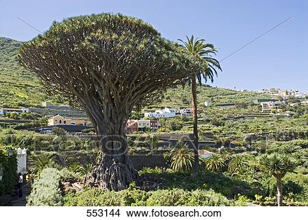 Dragon tree with town in background, Parque Del Drago, Icod De Los Vinos, Santa Cruz De Tenerife, Tenerife, Canary Islands, Spain View Large Photo Image Picture - Dragon tree with town in background, Parque Del Drago, Icod De Los Vinos, Santa Cruz De Tenerife, Tenerife, Canary Islands, Spain . Fotosearch