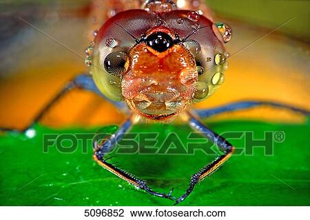 Dragonfly View Large Photo Image Stock Image - Dragonfly . Fotosearch