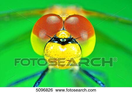 Dragonfly, Sympetrum vulgatum View Large Photo Image Stock Photograph - Dragonfly, Sympetrum vulgatum . Fotosearch