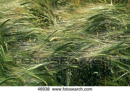 Ears of corn in field View Large Photo Image Stock Photo - Ears of corn in field . Fotosearch