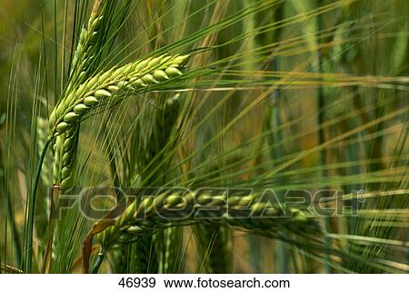 Ears of corn in field  View Large Photo Image Stock Photo - Ears of corn in field . Fotosearch