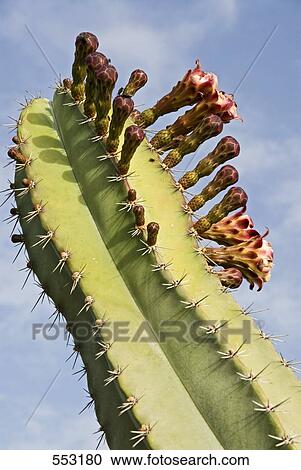 Euphorbiengummi Canariensis, birds eye view View Large Photo Image Stock Image - Euphorbiengummi Canariensis, birds eye view . Fotosearch