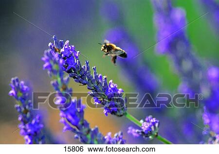 Stock Photograph - European honey bee (Apis mellifica) flying over lavender (Lavendula augustifolia) flower . Fotosearch