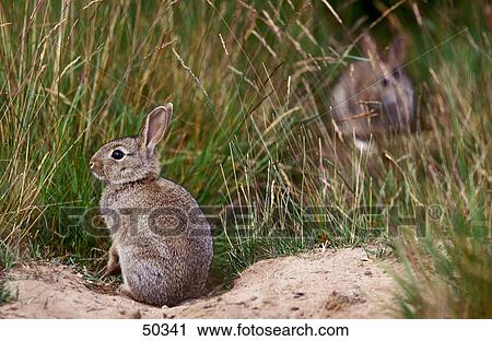 European Rabbit (Oryctolagus cuniculus) in field, Lunenburg Heath, Germany View Large Photo Image Stock Image - European Rabbit (Oryctolagus cuniculus) in field, Lunenburg Heath, Germany . Fotosearch