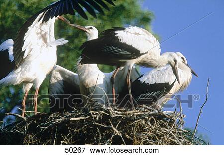 European White Stork (Ciconia ciconia) birds in its nest View Large Photo Image Stock Photo - European White Stork (Ciconia ciconia) birds in its nest . Fotosearch