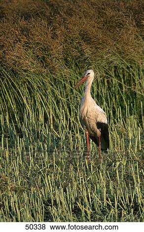 Stock Photo - European White Stork (Ciconia ciconia) bird in field . Fotosearch
