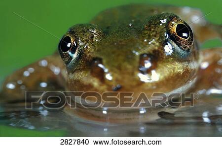 face of a Common European frog (Rana temporaria), close-up View Large Photo Image Stock Image - face of a Common European frog (Rana temporaria), close-up . Fotosearch