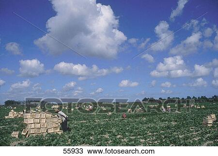 Farmer in field, Florida, USA View Large Photo Image Stock Image - Farmer in field, Florida, USA . Fotosearch