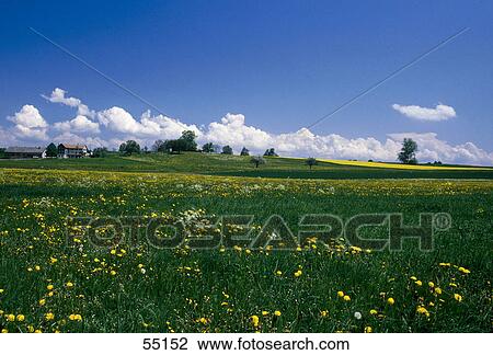 Stock Image - Fields with flowers blooming in spring, Steckborn, Thurgau, Switzerland . Fotosearch