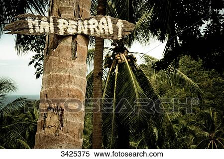 Stock Photography - Fingerpost on a palm tree, Ko Phangan, Thailand, low angle view . Fotosearch