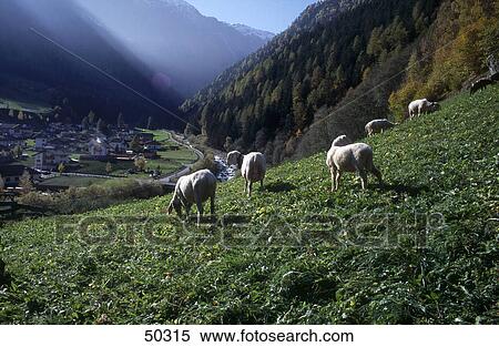 Flock of sheep grazing in field, Alto Adige, Italy View Large Photo Image Stock Photography - Flock of sheep grazing in field, Alto Adige, Italy . Fotosearch