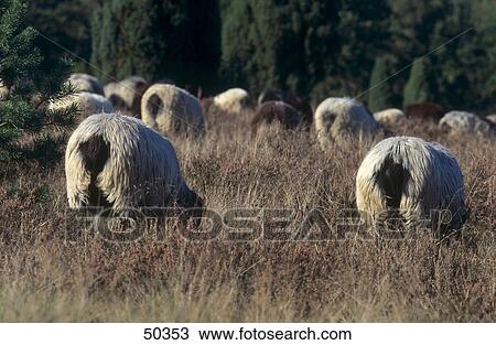 Stock Image - Flock of sheep grazing in field, Lunenburg Heath, Germany . Fotosearch