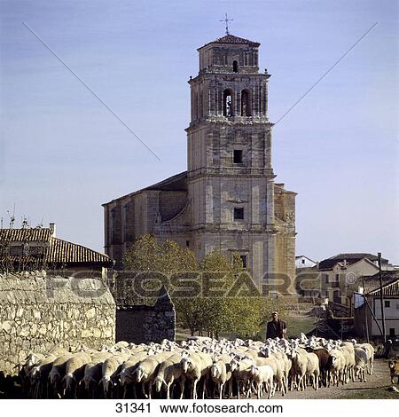 Flock of sheep in street, Mota del Marques, Valladolid Province, Spain View Large Photo Image Stock Image - Flock of sheep in street, Mota del Marques, Valladolid Province, Spain . Fotosearch