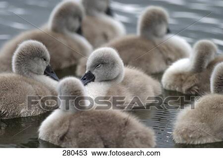 Flock of swans in lake View Large Photo Image Stock Image - Flock of swans in lake . Fotosearch