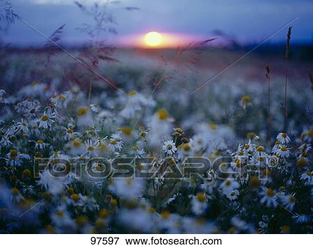 Stock Photo - Flowers blooming in field at dusk . Fotosearch
