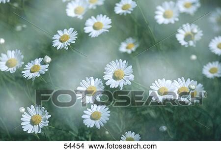 Picture - Flowers blooming in field . Fotosearch