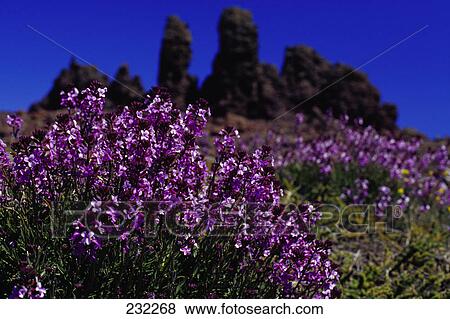 Flowers blooming in field View Large Photo Image Stock Photo - Flowers blooming in field . Fotosearch