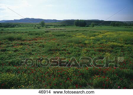Picture - Flowers in field, Montuenga, Soria Province, Spain . Fotosearch