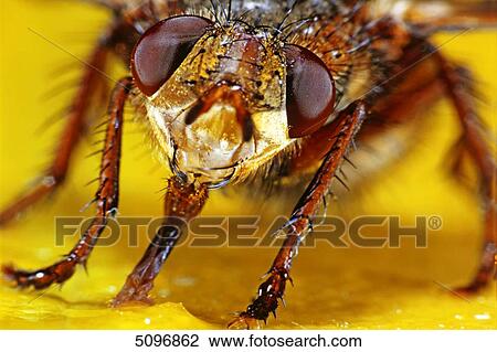 Fly View Large Photo Image Stock Image - Fly . Fotosearch