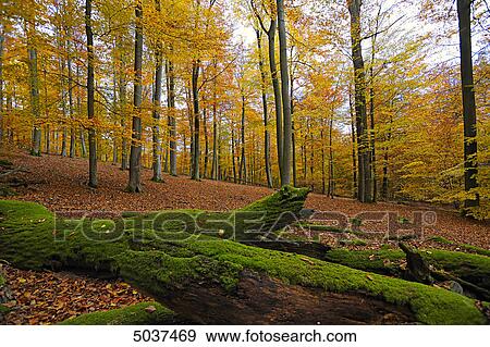 Forest at autumn View Large Photo Image Stock Photo - Forest at autumn . Fotosearch