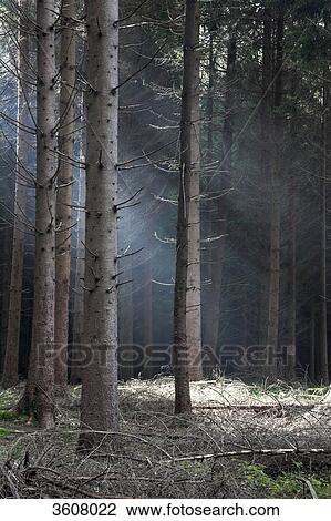 Forest at slight fog with sunbeams, Eyachtal, Germany View Large Photo Image Stock Image - Forest at slight fog with sunbeams, Eyachtal, Germany . Fotosearch