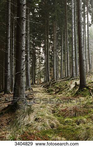Forest landscape, Hesse, Germany View Large Photo Image Stock Photo - Forest landscape, Hesse, Germany . Fotosearch