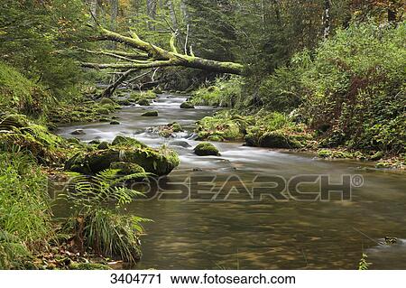 Forest stream, Baden-Wuerttemberg, Germany View Large Photo Image Stock Image - Forest stream, Baden-Wuerttemberg, Germany . Fotosearch